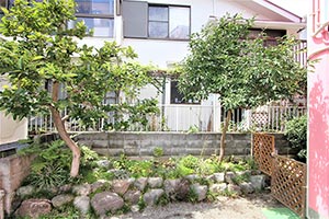 緑園舎とピンク園舎の間には柿と柚子の木